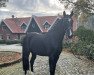 dressage horse Florentin (Hanoverian, 2019, from Fashion In Black NRW)