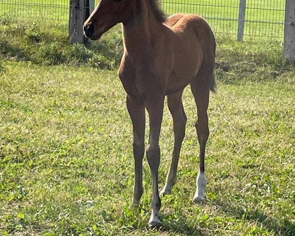 Dressurpferd Arielle AK (Deutsches Reitpony, 2022, von Amicello)