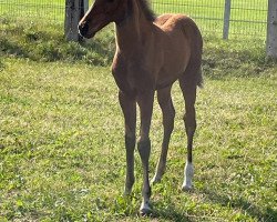 dressage horse Arielle AK (German Riding Pony, 2022, from Amicello)