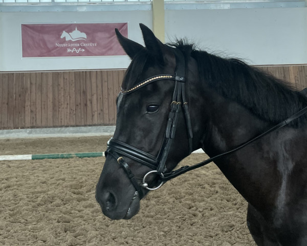 dressage horse Caminski CMB (German Riding Pony, 2020, from Mastro's Candy)