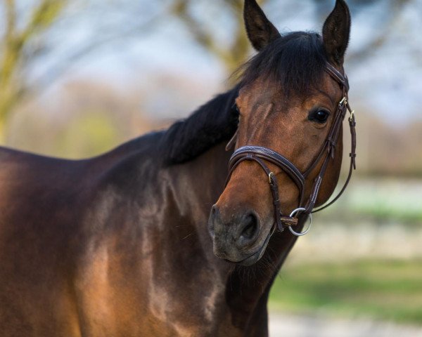 Springpferd Royal Vittoria H (Holsteiner, 2017, von Vagabond de la Pomme)