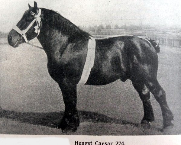 stallion Caesar RS 274 (Brabant/Belgian draft horse, 1907, from Idéal du Fosteau B.S. 31076)