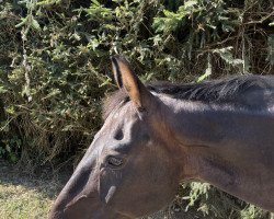 dressage horse Dreamboy (Hanoverian, 2000, from Donnerschlag)