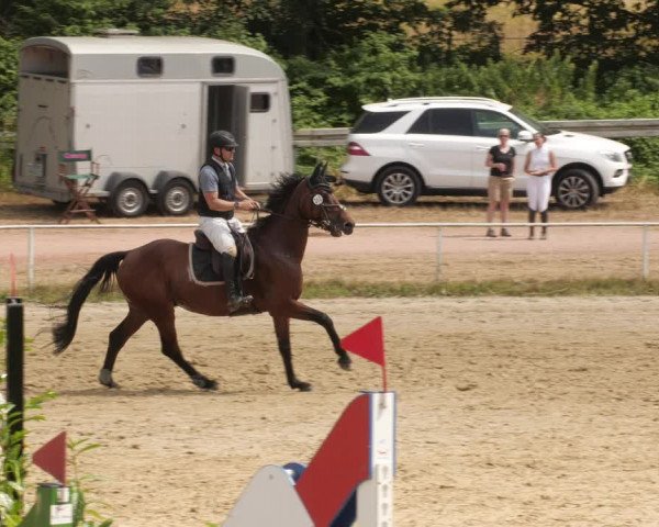 Reitturnier Heiligenwald 2023