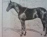 stallion Fric xx (Thoroughbred, 1952, from Vandale xx)