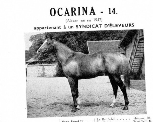 stallion Ocarina xx (Thoroughbred, 1947, from Bubbles xx)