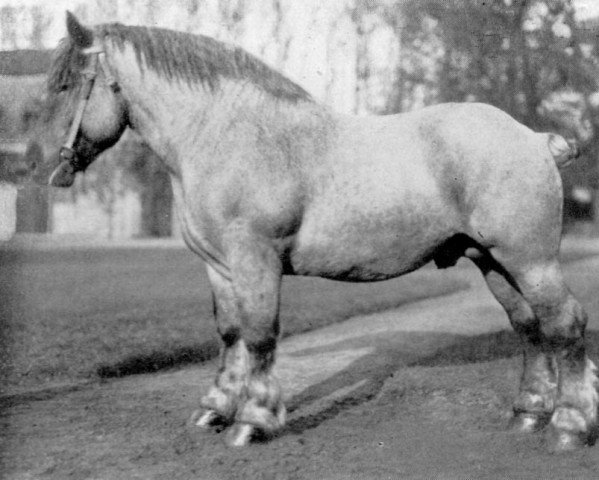stallion Lotos RS Ldb Wi (Rhenish-German Cold-Blood, 1923, from Lothar III RS 651)
