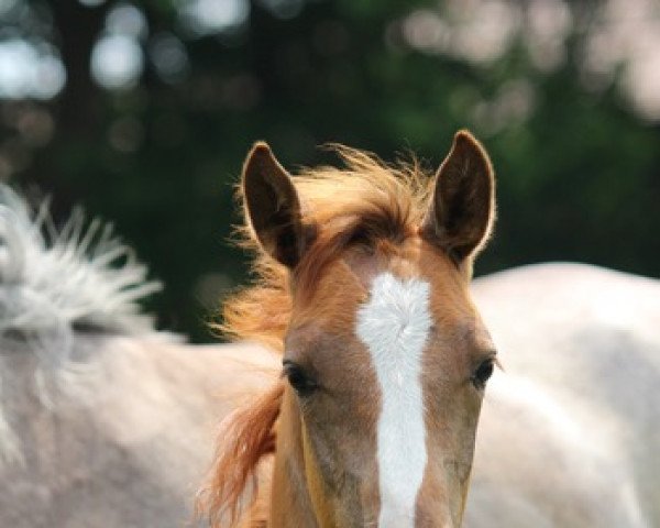 Zuchtstute Lima (Trakehner, 2019, von Banderas)