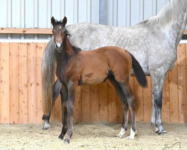 dressage horse Liski (Trakehner, 2022, from Finckenstein TSF)