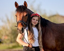 dressage horse Casimir (German Riding Pony, 2015, from FS Champion de Luxe)