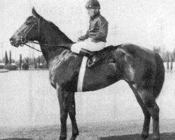 stallion Tinys Gay (Quarter Horse, 1972, from Tiny Watch)