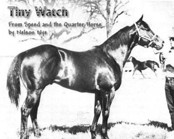 stallion Tiny Watch (Quarter Horse, 1961, from Anchor Watch xx)