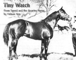 Deckhengst Tiny Watch (Quarter Horse, 1961, von Anchor Watch xx)