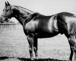 stallion Rocket Bar xx (Thoroughbred, 1951, from Three Bars xx)