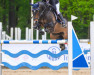 jumper Chessy 18 (German Riding Pony, 2005, from Viktoria's Colano)