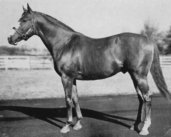 stallion Grand Admiral xx (Thoroughbred, 1944, from War Admiral xx)