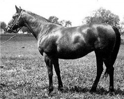 broodmare Brushup xx (Thoroughbred, 1929, from Sweep xx)