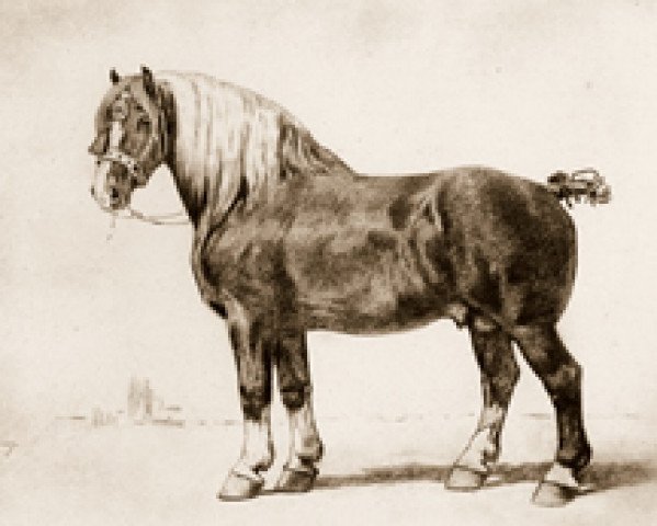 Deckhengst Brillant (Brabanter/Belgisches Kaltblut, 1868, von Orange I)