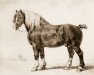 stallion Brillant (Brabant/Belgian draft horse, 1868, from Orange I)