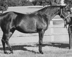 broodmare Aspidistra xx (Thoroughbred, 1954, from Better Self xx)