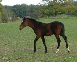 stallion Carlo de Siju (Selle Français, 2012, from Nonstop)