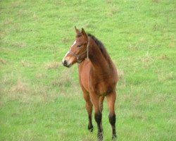 broodmare Carmina de Siju (Selle Français, 2012, from Ogano Sitte)