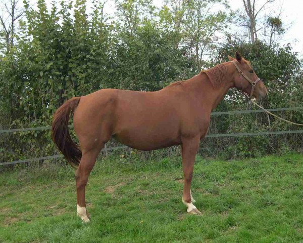 broodmare Jolie de Rampan (Selle Français, 1997, from Lieu de Rampan)