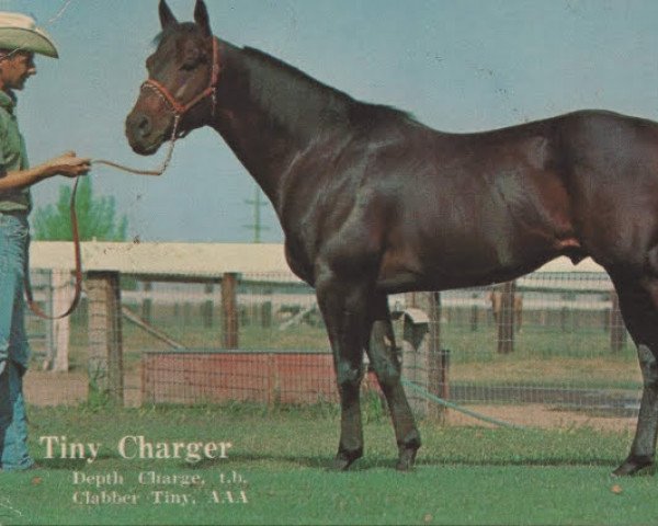 stallion Tiny Charger (Quarter Horse, 1960, from Depth Charge xx)