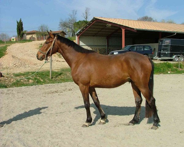 Springpferd Taofifenua de Siju (Selle Français, 2007, von Flipper d'Elle)