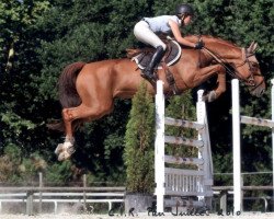 jumper Quaquambo de Siju (Selle Français, 2004, from Calypso d'Herbiers)