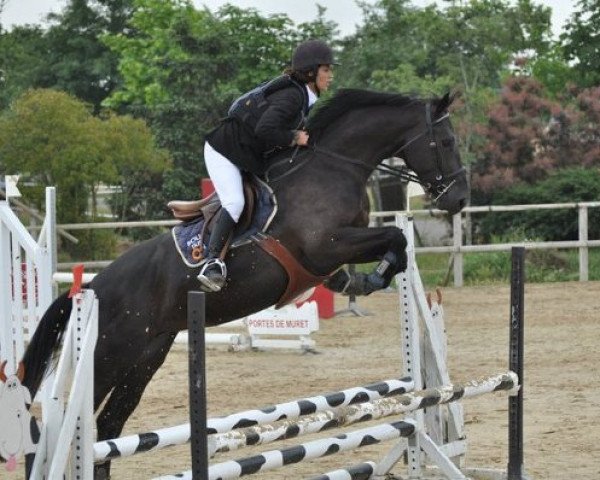 broodmare Tzigane de Siju (Selle Français, 2007, from Kannan)