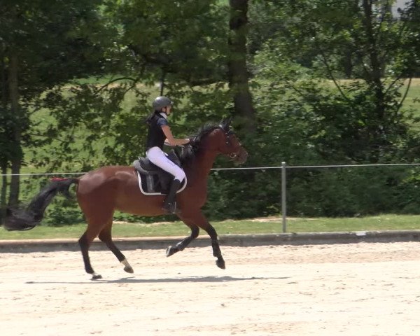 Reitturnier Maienfeld 2023