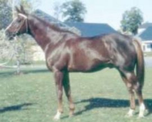 stallion Ruffian AA (Anglo-Arabs, 1983, from Faritchou AA)
