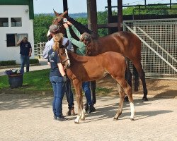 horse Stute von Madness / Quibery (Holsteiner, 2023, from Madness 15)