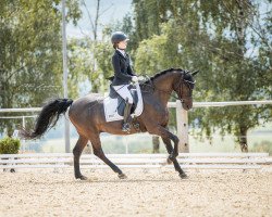 stallion Bobby Brown S (German Riding Pony, 2003, from Burlington S)