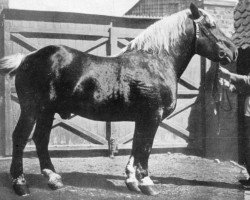 stallion Prince de Condé (Brabant/Belgian draft horse, 1891, from Gerfaut II 2538)