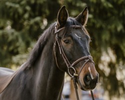 Springpferd Balou Bellini (Rheinländer, 2015, von Blockbuster)