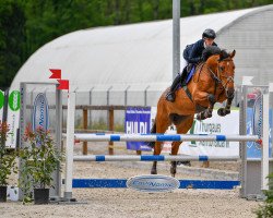 jumper Courtney 15 (German Sport Horse, 2017, from Casario)