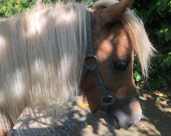 horse Ahlmann‘s Little Heartbreaker (Dt.Part-bred Shetland pony, 2021)