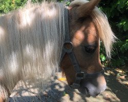 horse Ahlmann‘s Little Heartbreaker (Dt.Part-bred Shetland Pony, 2021)