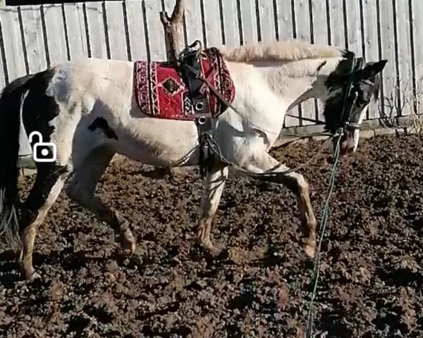 horse Bella (KWPN (Royal Dutch Sporthorse), 2013, from Bontfire)