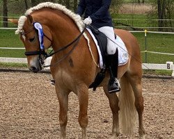 stallion Willi -V (Haflinger, 2015, from Winterstern O)