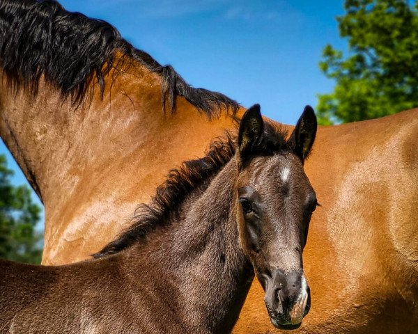 dressage horse Trude (Westphalian, 2023, from Total Hope OLD)