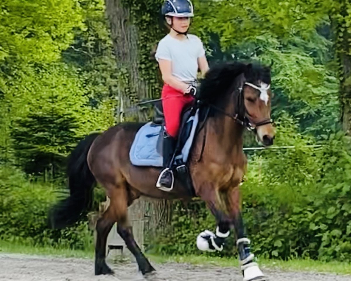 dressage horse Revel Martin (Kleines Deutsches Pony, 2008, from Revel Menai)