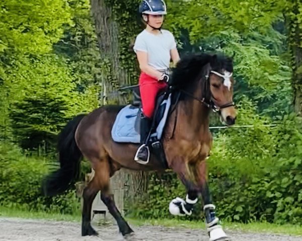 Dressurpferd Revel Martin (Kleines Deutsches Pony, 2008, von Revel Menai)