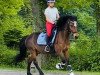 dressage horse Revel Martin (Kleines Deutsches Pony, 2008, from Revel Menai)