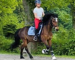 Dressurpferd Revel Martin (Kleines Deutsches Pony, 2008, von Revel Menai)