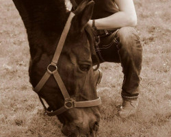 dressage horse Merlin 313 (Danish Warmblood, 1993, from Manstein)