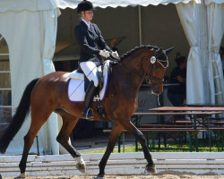 dressage horse Die Nimué (Hanoverian, 2011, from Dannebrog)