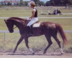 stallion Isaac du Vey (Selle Français, 1974, from Olifant)